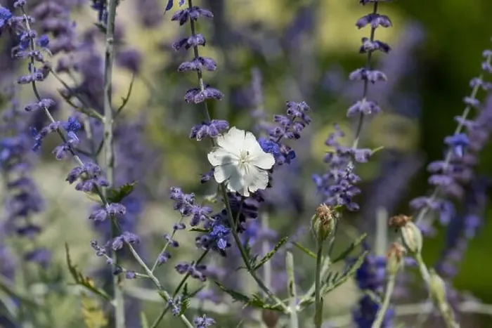 Framed Print : Natural color outdoor macro of a wide open white blooming crown campion with an insect surrounded by dark blue violet Framed Print : Natural color outdoor macro of a wide open white blooming crown campion with an insect surrounded by dark blue violet