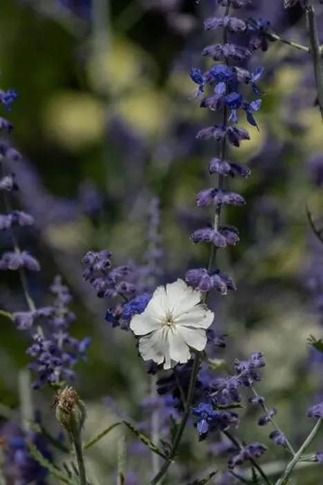Framed Print : Natural color outdoor macro of a wide open white blooming crown campion surrounded by dark blue violet perovskias