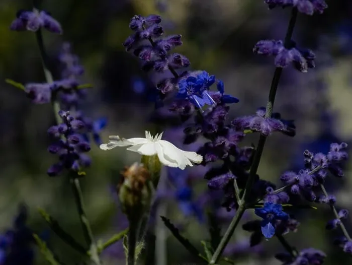 Framed Print : Natural color outdoor macro of a wide open white blooming crown campion surrounded by dark blue violet perovskias Framed Print : Natural color outdoor macro of a wide open white blooming crown campion surrounded by dark blue violet perovskias