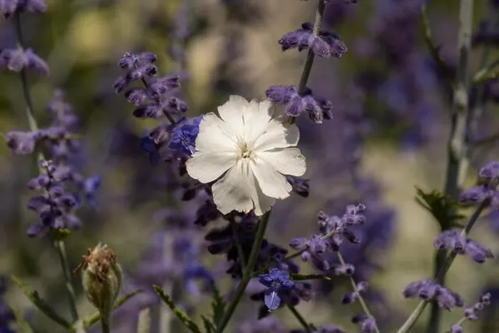 Framed Print : Natural color outdoor macro of a wide open white blooming crown campion surrounded by dark blue violet perovskias Framed Print : Natural color outdoor macro of a wide open white blooming crown campion surrounded by dark blue violet perovskias