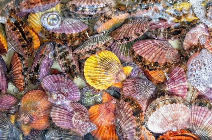 Framed Print : Natural colorful background with alive different types of mollusks Framed Print : Natural colorful background with alive different types of mollusks