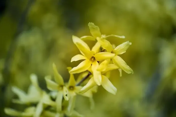 Framed Print : Natural colorful outdoor macro of fresh blossoms of a yellow forsythia with blurry background Framed Print : Natural colorful outdoor macro of fresh blossoms of a yellow forsythia with blurry background
