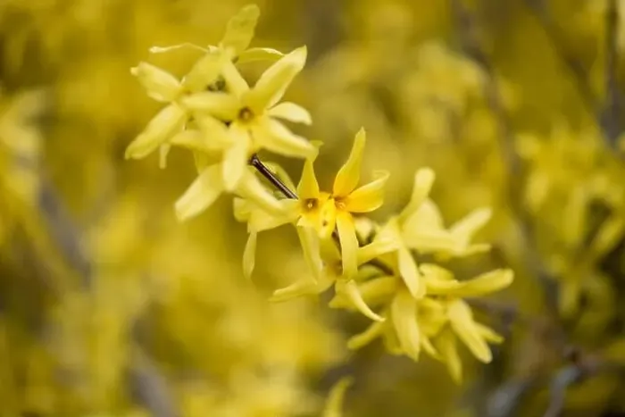 Framed Print : Natural colorful outdoor macro of fresh blossoms of a yellow forsythia with blurry background Framed Print : Natural colorful outdoor macro of fresh blossoms of a yellow forsythia with blurry background