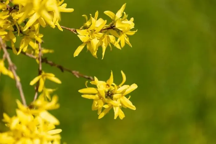 Framed Print : Natural colorful outdoor macro of fresh blossoms of a yellow forsythia with blurry background Framed Print : Natural colorful outdoor macro of fresh blossoms of a yellow forsythia with blurry background
