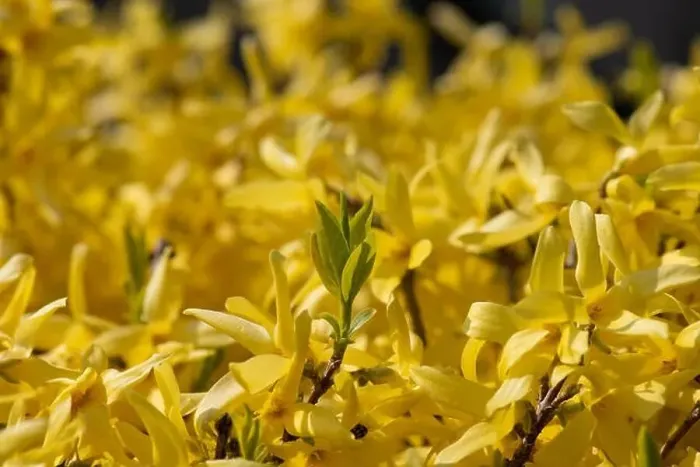 Framed Print : Natural colorful outdoor macro of fresh green leaves of a yellow forsythia with blurry background Framed Print : Natural colorful outdoor macro of fresh green leaves of a yellow forsythia with blurry background