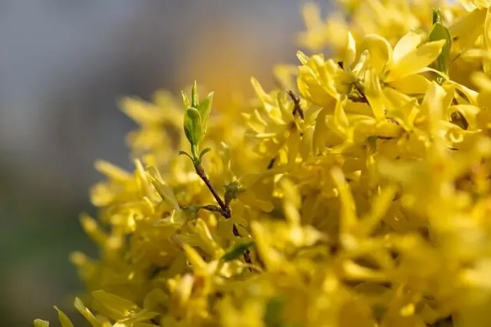Framed Print : Natural colorful outdoor macro of fresh green leaves of a yellow forsythia with blurry background Framed Print : Natural colorful outdoor macro of fresh green leaves of a yellow forsythia with blurry background