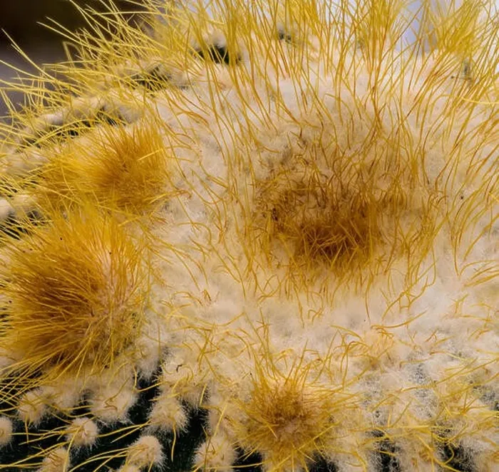 Framed Print : Natural flora color cactus macro portrait of the top of a single isolated notocactus leninghausii with detailed texture Framed Print : Natural flora color cactus macro portrait of the top of a single isolated notocactus leninghausii with detailed texture