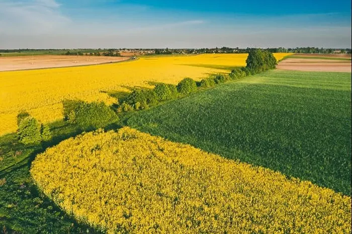 Framed Print : Natural Green Field With Trails Lines In Blooming Canola Yellow Flowers. Top View Of Rape Plant, Rapeseed, Oilseed Field Meadow Grass Landscape Framed Print : Natural Green Field With Trails Lines In Blooming Canola Yellow Flowers. Top View Of Rape Plant, Rapeseed, Oilseed Field Meadow Grass Landscape