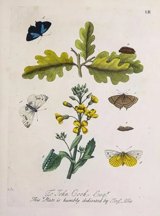 Framed Print : A Natural History of ENGLISH INSECTS. Illustrated with A Hundred COPPER PLATES, Curiously engraved from the life and exactly coloured by the AUTHOR Framed Print : A Natural History of ENGLISH INSECTS. Illustrated with A Hundred COPPER PLATES, Curiously engraved from the life and exactly coloured by the AUTHOR