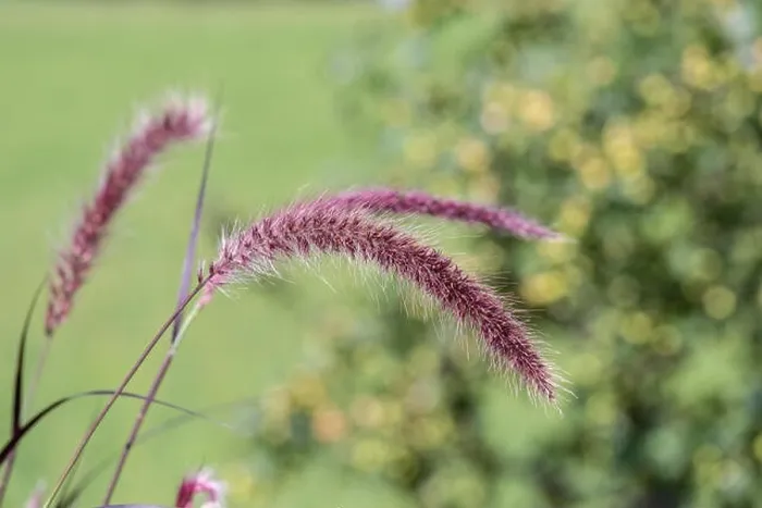 Framed Print : Natural outdoor color macro of a single isolated chinese pennisetum / chinese fountaing / dwarf fountain / foxtail fountain Framed Print : Natural outdoor color macro of a single isolated chinese pennisetum / chinese fountaing / dwarf fountain / foxtail fountain