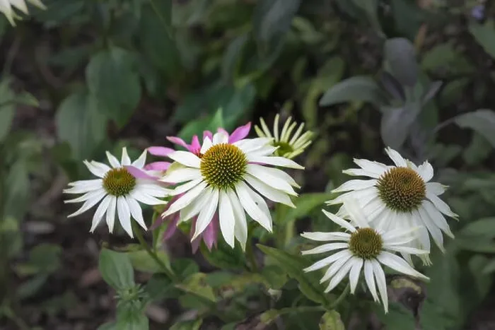 Framed Print : Natural outdoor floral macro of a group of wide open white yellow green coneflower / echinacea blossom on natural green Framed Print : Natural outdoor floral macro of a group of wide open white yellow green coneflower / echinacea blossom on natural green