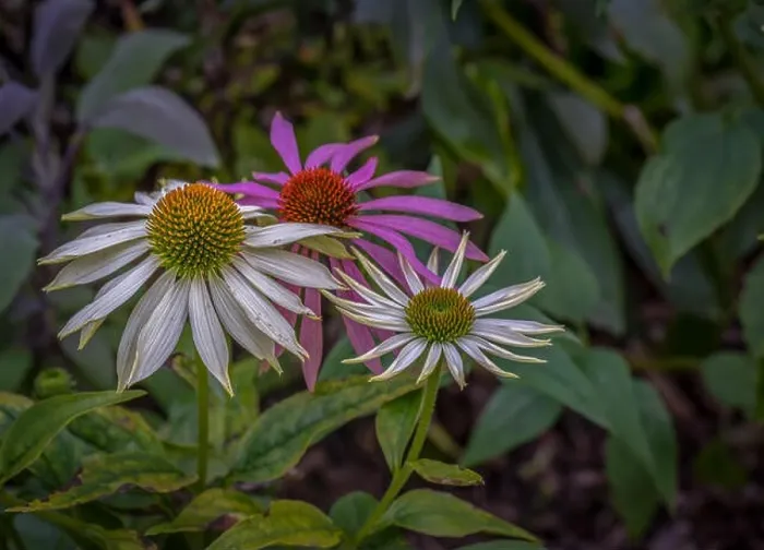 Framed Print : Natural outdoor floral macro of three wide open white yellow pink coneflower / echinacea blossoms on natural colorful Framed Print : Natural outdoor floral macro of three wide open white yellow pink coneflower / echinacea blossoms on natural colorful
