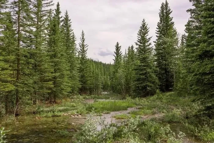 Framed Print : Nature landscape view of a mountain river in a coniferous forest Framed Print : Nature landscape view of a mountain river in a coniferous forest