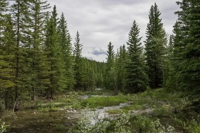 Framed Print : Nature landscape view of a mountain river in a coniferous forest Framed Print : Nature landscape view of a mountain river in a coniferous forest