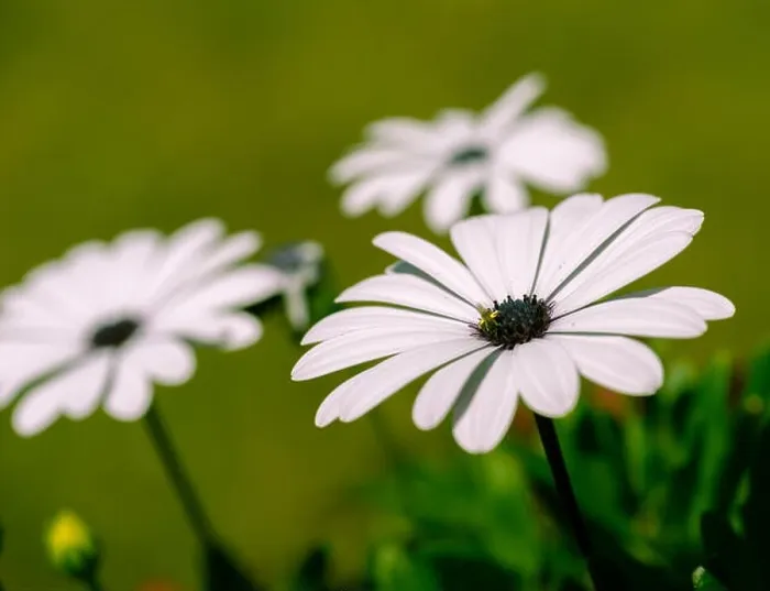 Framed Print : Nature outdoor color macro image of a wide open white blooming cape daisy / marguerite blossom with a bee on a natural Framed Print : Nature outdoor color macro image of a wide open white blooming cape daisy / marguerite blossom with a bee on a natural