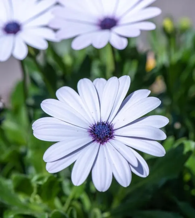 Framed Print : Nature outdoor color macro image of a wide open white violet blue blooming cape daisy / marguerite blossom on natural Framed Print : Nature outdoor color macro image of a wide open white violet blue blooming cape daisy / marguerite blossom on natural