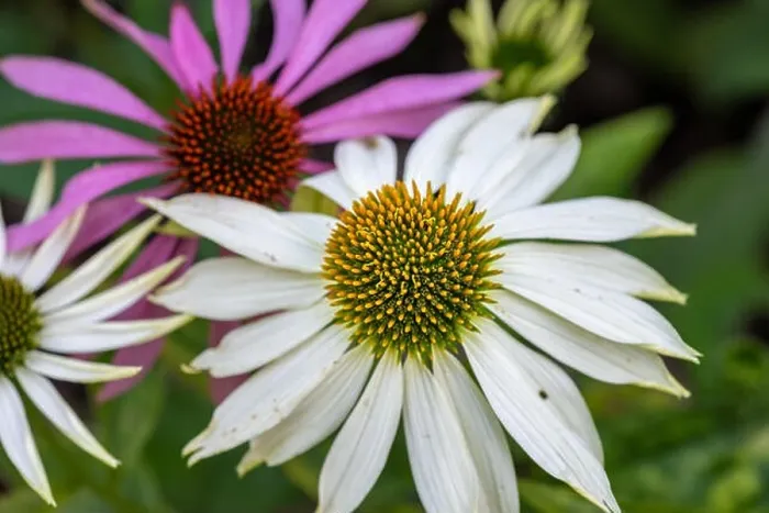 Framed Print : Nature outdoor floral macro of a wide open white yellow coneflower / echinacea blossom on natural blurred colorful Framed Print : Nature outdoor floral macro of a wide open white yellow coneflower / echinacea blossom on natural blurred colorful