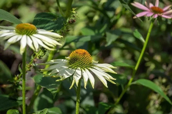 Framed Print : Nature outdoor floral macro of a wide open white yellow coneflower / echinacea blossom on natural blurred colorful Framed Print : Nature outdoor floral macro of a wide open white yellow coneflower / echinacea blossom on natural blurred colorful