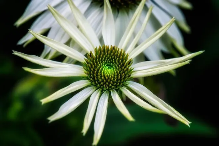 Framed Print : Nature surrealistic outdoor floral macro of a wide open white green coneflower / echinacea blossom on natural blurred Framed Print : Nature surrealistic outdoor floral macro of a wide open white green coneflower / echinacea blossom on natural blurred
