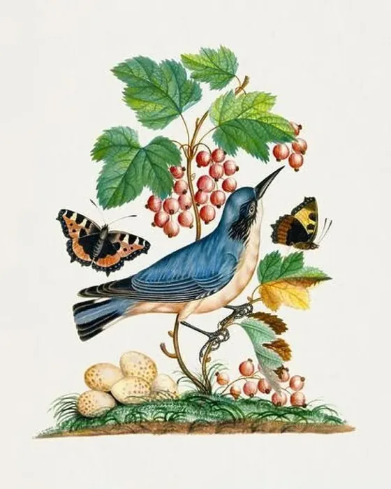 Framed Print : Nature's Collage: Bluebird, eggs, strawberry, ants and butterflies Framed Print : Nature's Collage: Bluebird, eggs, strawberry, ants and butterflies