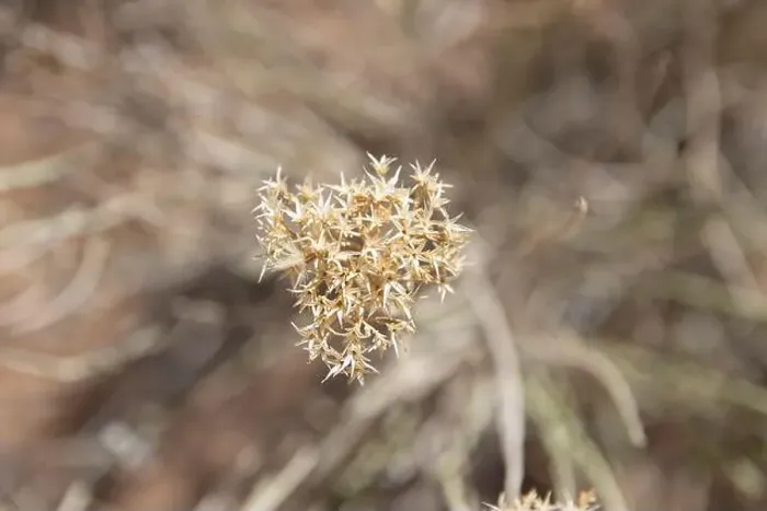 Framed Print : Nature's Dried Artistry: A Close-Up of Desert Flora Framed Print : Nature's Dried Artistry: A Close-Up of Desert Flora