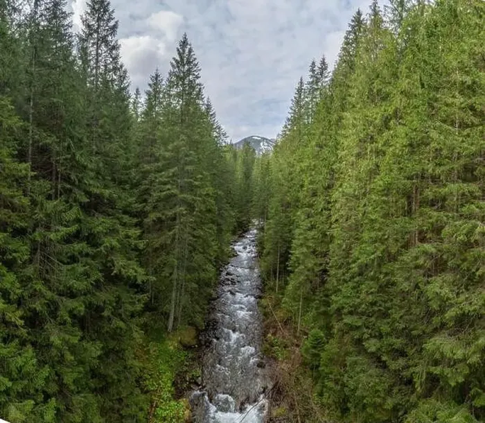 Framed Print : Nature's Harmony: Pine Forests Alongside a Mountain River Framed Print : Nature's Harmony: Pine Forests Alongside a Mountain River
