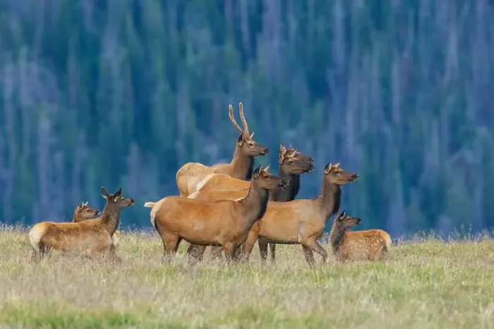Framed Print : Nearby coyote captures the attention of this herd of elk Framed Print : Nearby coyote captures the attention of this herd of elk