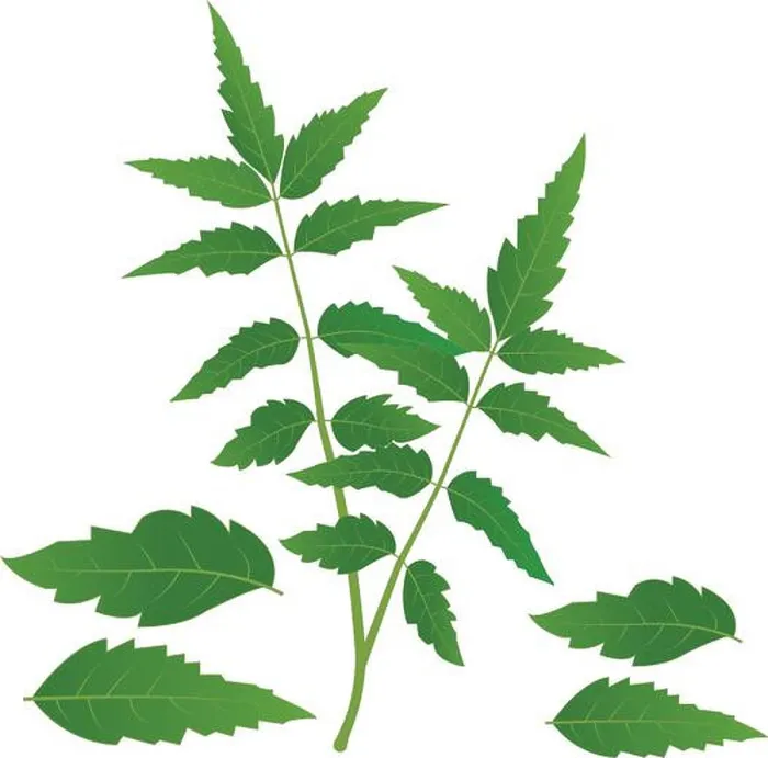 Framed Print : Neem tree leaves vector illustration Medicinal Neem leafs Framed Print : Neem tree leaves vector illustration Medicinal Neem leafs