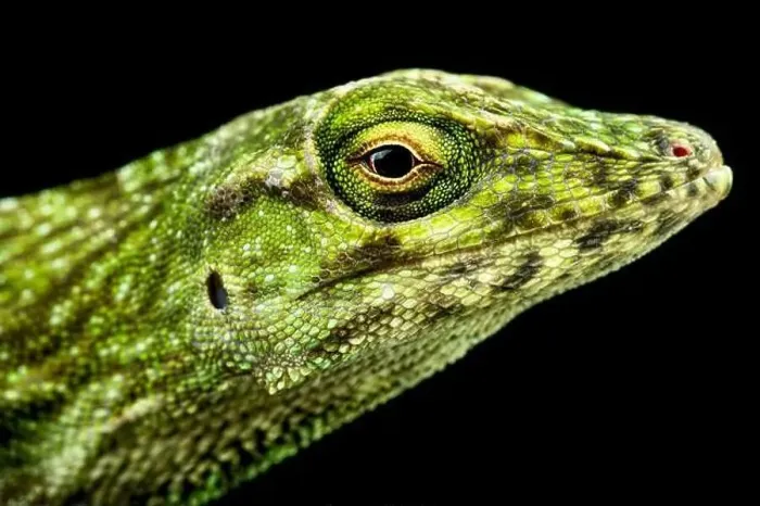 Framed Print : Neotropical Green Anole (Norops biporcatus) Framed Print : Neotropical Green Anole (Norops biporcatus)