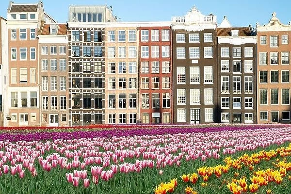 Netherlands tulips and facades of old houses in Amsterdam, Netherlands. Dutch houses with fresh tulip flowers