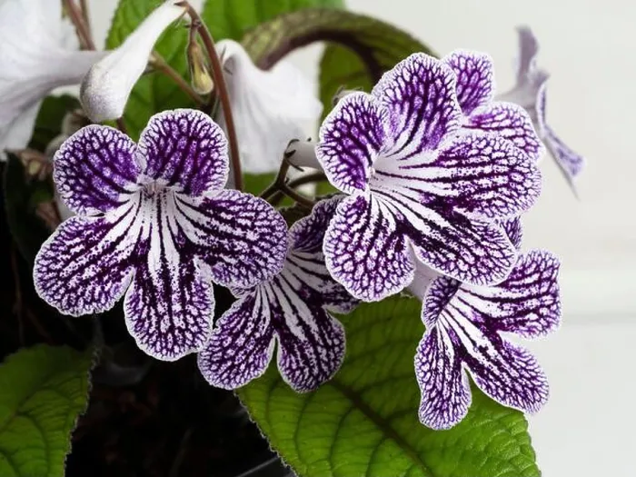 Framed Print : Netted purple and white markings on the summer flowers of the evergreen houseplant, Streptocarpus Polka Dot Purple