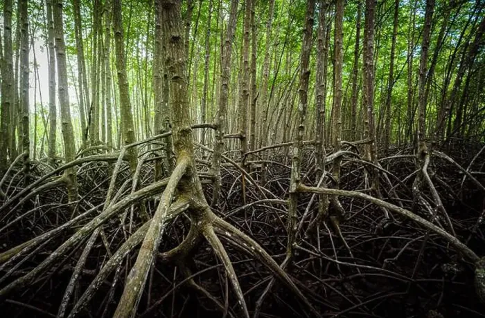 Framed Print : Network of tangled mangrove roots in green swamp forest Framed Print : Network of tangled mangrove roots in green swamp forest