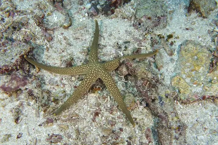 Framed Print : New Caledonia starfish, yellow net starfish (Nardoa novaecaledoniae) Framed Print : New Caledonia starfish, yellow net starfish (Nardoa novaecaledoniae)