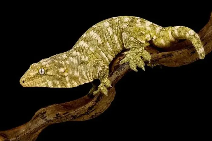 Framed Print : New Caledonian giant gecko Nuu Aani (Rhacodactylus laechianus) Framed Print : New Caledonian giant gecko Nuu Aani (Rhacodactylus laechianus)