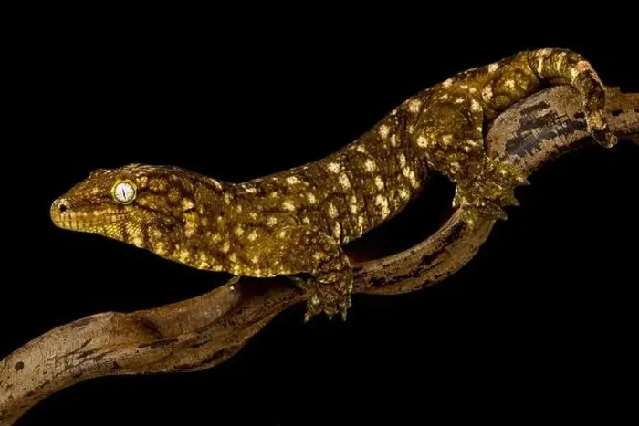 Framed Print : New Caledonian giant gecko Nuu Ami (Rhacodactylus laechianus) Framed Print : New Caledonian giant gecko Nuu Ami (Rhacodactylus laechianus)