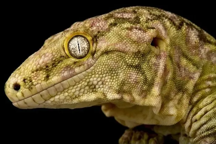 Framed Print : The New Caledonian giant gecko (Rhacodactylus laechianus) is the biggest gecko species in the world Framed Print : The New Caledonian giant gecko (Rhacodactylus laechianus) is the biggest gecko species in the world