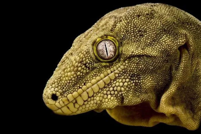 Framed Print : The New Caledonian giant gecko (Rhacodactylus laechianus) is the biggest gecko species in the world Framed Print : The New Caledonian giant gecko (Rhacodactylus laechianus) is the biggest gecko species in the world