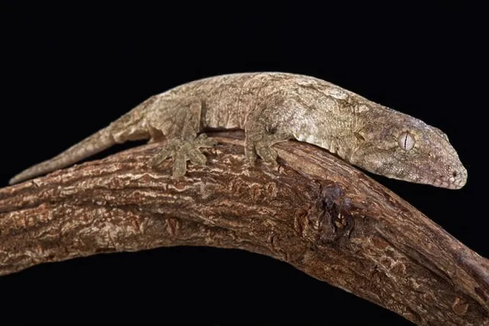 Framed Print : New Caledonian Giant Gecko (Rhacodactylus leachianus) Framed Print : New Caledonian Giant Gecko (Rhacodactylus leachianus)