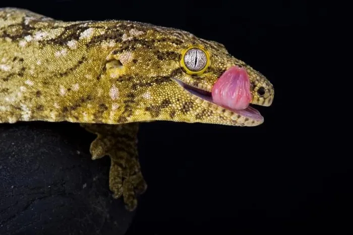Framed Print : The New Caledonian giant gecko (Rhacodactylus leachianus) is considered the biggest gecko species alive today Framed Print : The New Caledonian giant gecko (Rhacodactylus leachianus) is considered the biggest gecko species alive today