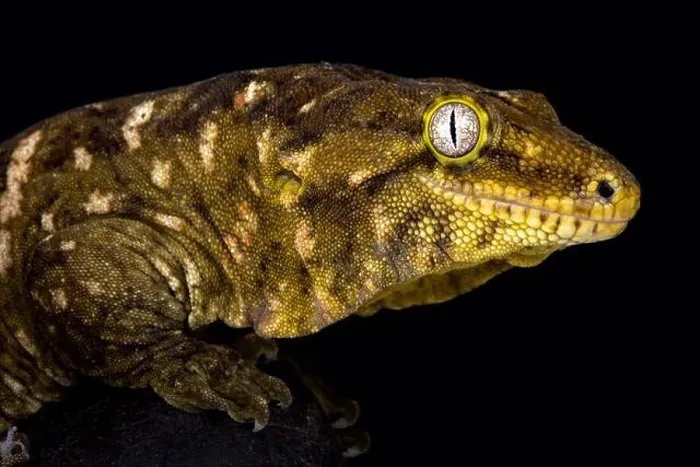 Framed Print : The New Caledonian giant gecko (Rhacodactylus leachianus) is considered the biggest gecko species alive today Framed Print : The New Caledonian giant gecko (Rhacodactylus leachianus) is considered the biggest gecko species alive today