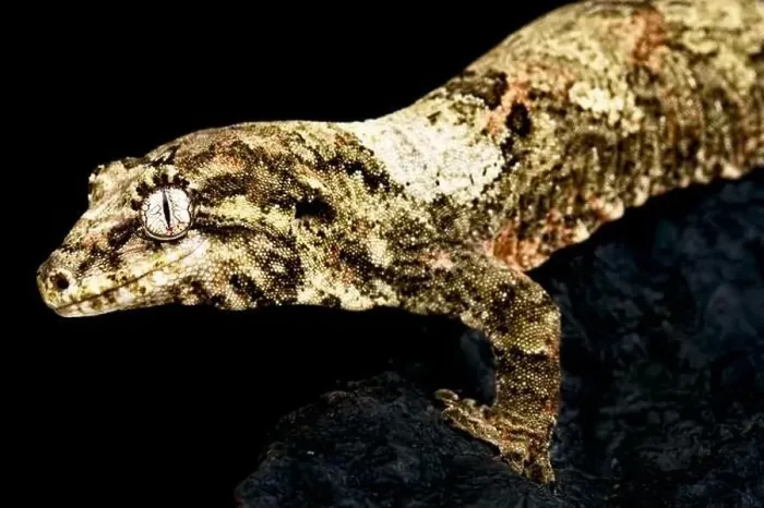 Framed Print : New Caledonian Mossy gecko (Mniarogekko chahoua) Framed Print : New Caledonian Mossy gecko (Mniarogekko chahoua)
