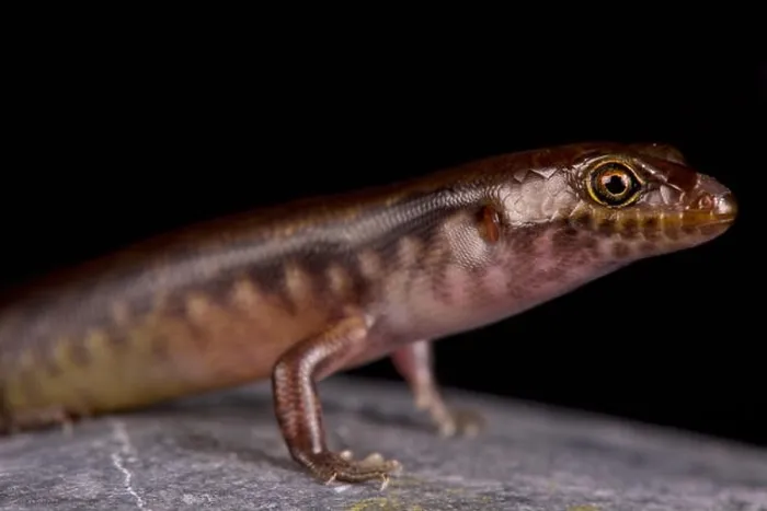 Framed Print : The New Caledonian night skink (Kanakysaurus viviparus)