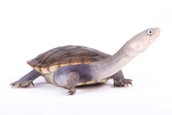 Framed Print : New Guinea snake-necked turtle, Chelodina novaeguineae Framed Print : New Guinea snake-necked turtle, Chelodina novaeguineae