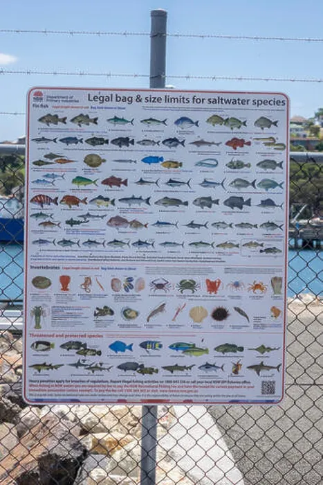 Framed Print : New South Wales Government Legal Bag And Size Limits For Saltwater Fish Species Poster On Display At Port Eden New Framed Print : New South Wales Government Legal Bag And Size Limits For Saltwater Fish Species Poster On Display At Port Eden New