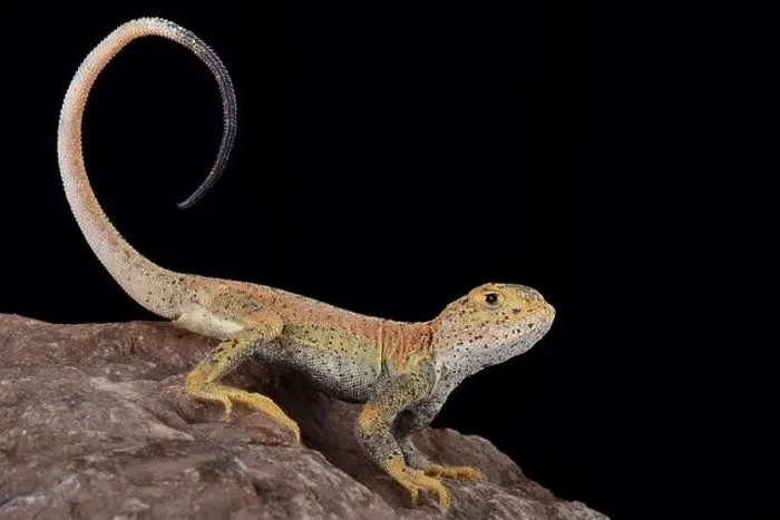 Framed Print : This is a new undescribed species of toad headed agama (Phrynocephalus) found in Xinjiang province China Framed Print : This is a new undescribed species of toad headed agama (Phrynocephalus) found in Xinjiang province China