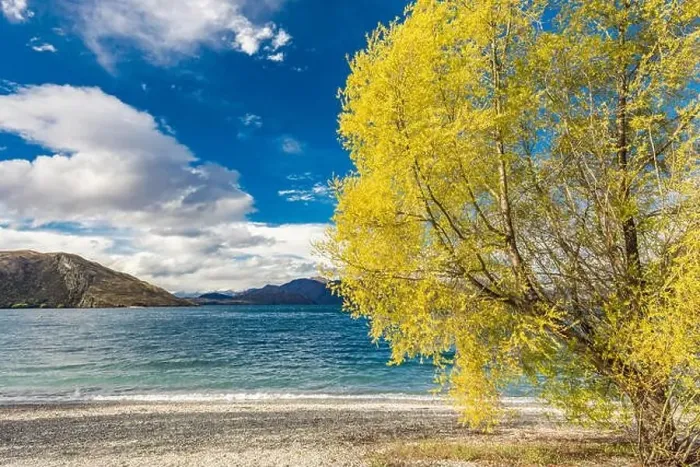 Framed Print : New Zealand landscape, Lake Wanaka, Glendhu Bay - lake and trees