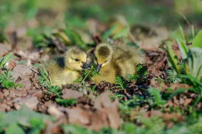 Framed Print : Newborn goslings in the springtime