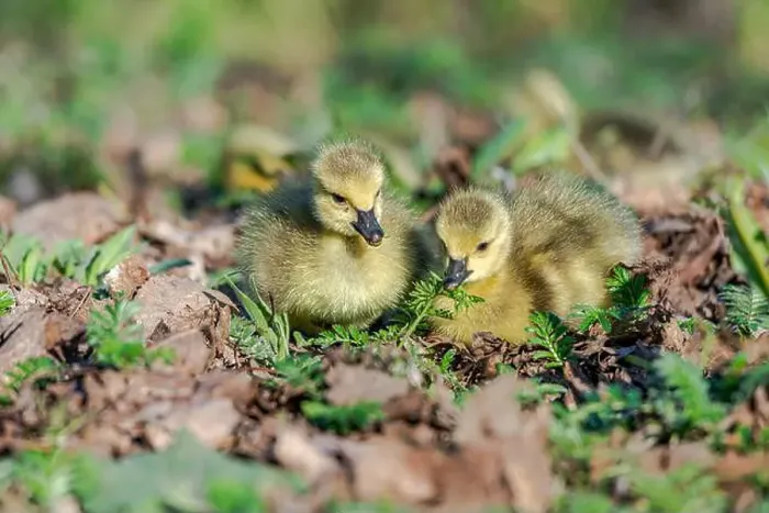 Framed Print : Newborn goslings in the springtime Framed Print : Newborn goslings in the springtime