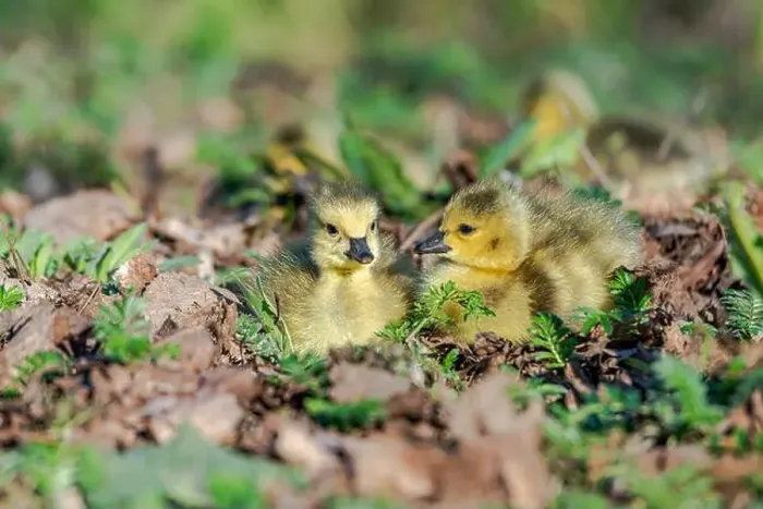 Framed Print : Newborn goslings in the springtime Framed Print : Newborn goslings in the springtime