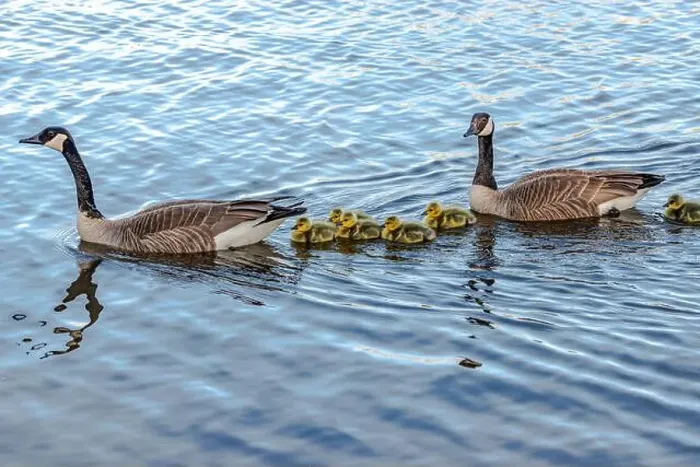 Framed Print : Newborn goslings in the springtime Framed Print : Newborn goslings in the springtime
